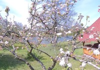 Kwitnąca jabłoń wiosną z widokiem na jezioro i drewniane domki w tle w Agroturystyce Utomka