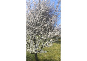 Otoczenie agroturystyka U Tomka
