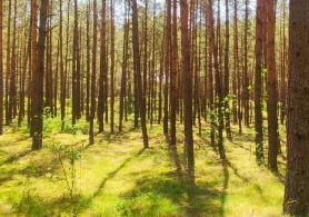 Różnorodny las Ostrowite, z drzewami iglastymi i liściastymi. Słońce świeci przez drzewa, a niebieskie niebo kontrastuje z zielonymi i ciemnobrunatnymi tonami lasu.